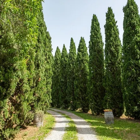 La Pieve - Mimose *