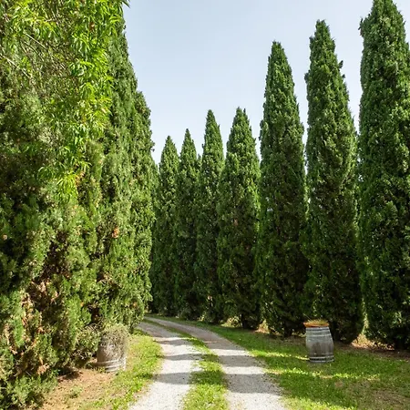 La Pieve - Mimose *