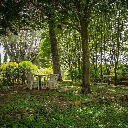 La Pieve - Mimose *